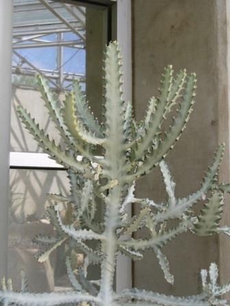 Ghost Cactus,Euphorbia trigona 'Ghost', copyright � almostedenplants.com